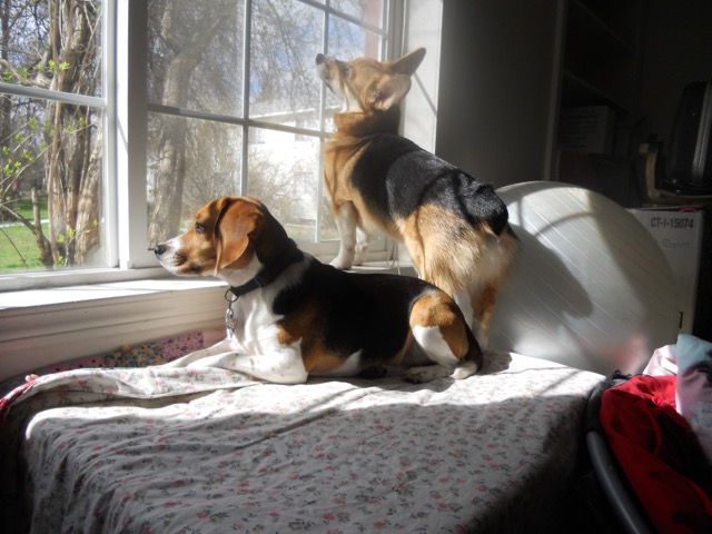 Two dogs looking out a window